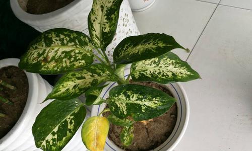 花叶万年青的养护指南（打造健康、美丽的家居绿植/花叶万年青养护全攻略）