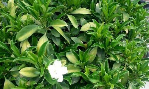 探秘非洲茉莉的养殖技巧（适合初学者的养殖攻略，解决你的困惑）