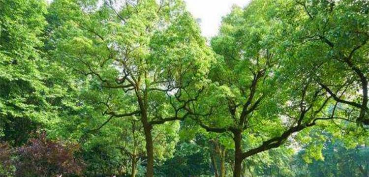 四季常青树品种多样，了解这8个品种保持美丽的花园（品种介绍、栽培特点与注意事项，缤纷四季常青树令人惊艳）