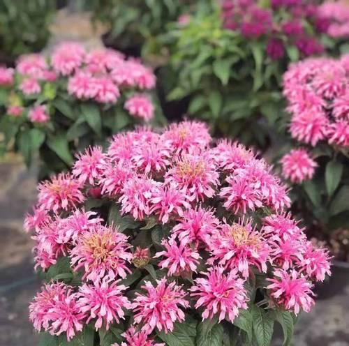 如何修剪松果菊——让你的花园更美丽（松果菊修剪技巧大揭秘，快来学习吧！）