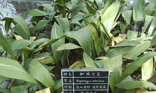 一叶兰养殖方法详解（从环境、土壤、浇水到繁殖，让你轻松成为一叶兰种植专家）