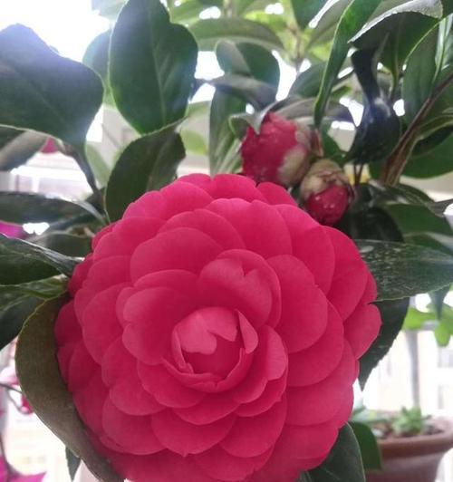 山茶花的养殖技巧（打造美丽花园的秘密此外，其中一个为山茶花。）