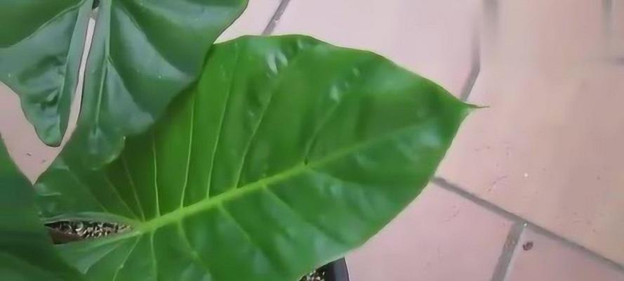 家里养滴水观音有毒吗？（毒性分析、注意事项与安全养护技巧）
