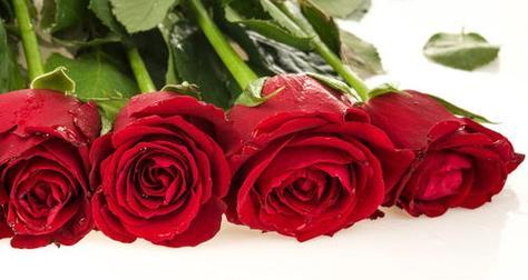 12朵玫瑰花的花语深意（探寻不同数量玫瑰花的象征意义）