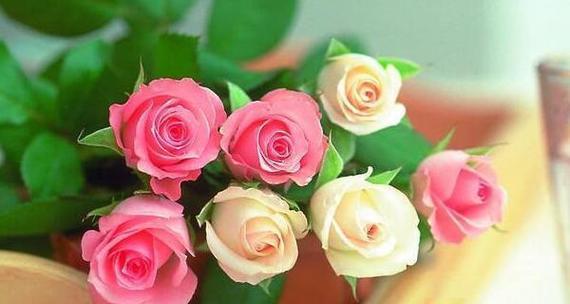 玫瑰花的花语与含义（探寻玫瑰花所寓意的不同数目）