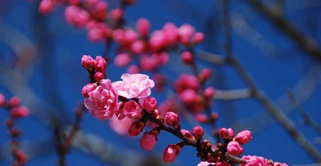 梅花的象征意义及其美丽之处（梅花的品质与意义）