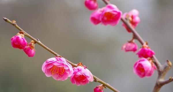 梅花的象征意义及其美丽之处（梅花的品质与意义）