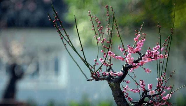 梅花的寓意与花语（揭示梅花的象征意义与传递信息的力量）