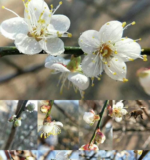 梅花花语（梅花花语的意义及其在人生中的启示）