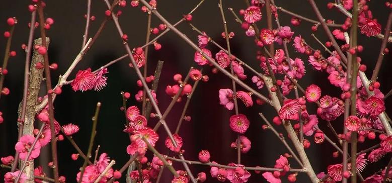 寒冬中的梅花奇迹（凝聚生命力的冬日之花）
