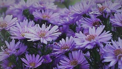 迷迭香花语（迷迭香花语的意义与传承）