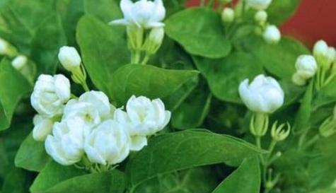 茉莉花的花语与寓意（探究茉莉花的象征意义与文化传承）