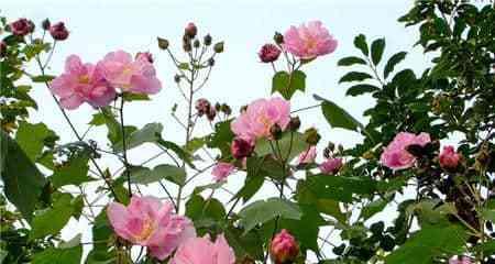 木芙蓉的花语之美（木芙蓉）