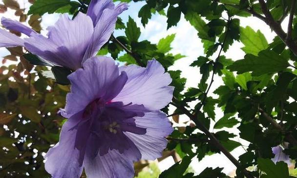 木槿花的花语与意义（探寻木槿花的深层寓意及文化象征）