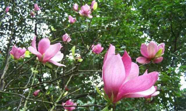 木兰花花语的含义与魅力（探索木兰花的花语及其深层意义）