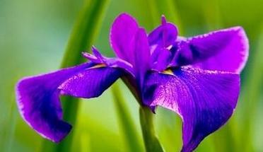 茑尾花花语（探秘茑尾花的花语及其象征意义）