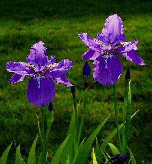 茑尾花花语（探秘茑尾花的花语及其象征意义）