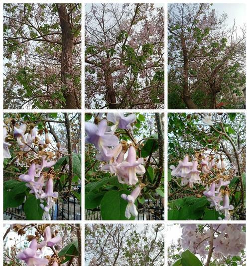泡桐花（盛开的泡桐花与美好的寓意）