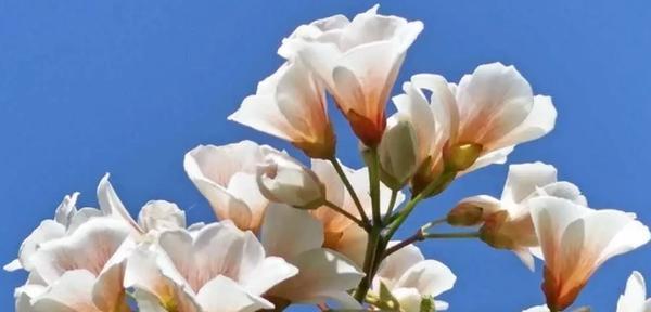 泡桐花（盛开的泡桐花与美好的寓意）