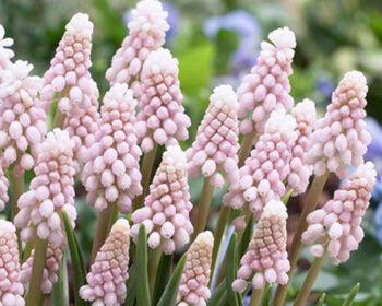 葡萄风信子花语（探索葡萄风信子的花语，传达爱的力量与美好愿望）
