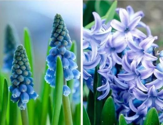 葡萄风信子花语（探索葡萄风信子的花语，传达爱的力量与美好愿望）