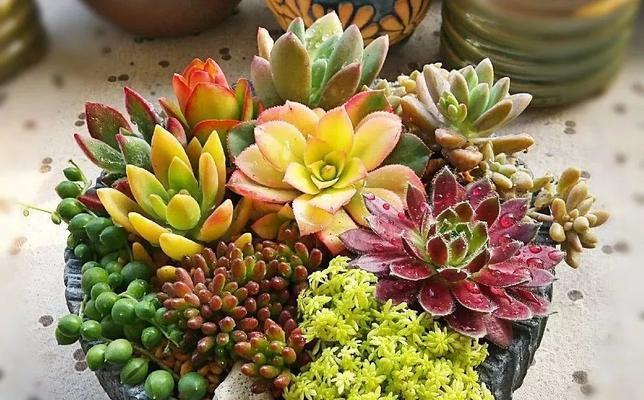 十大难养多肉植物排名（不死的绿植大全）