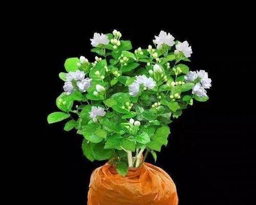 室内养什么花（最适合室内养的花大全）