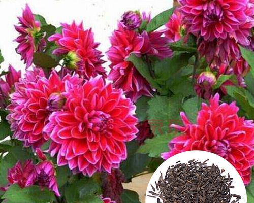 大丽花有种子吗（大丽花种子种植方法和时间）