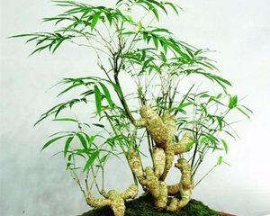 罗汉竹怎么养才能更茂盛（有关罗汉竹养护小窍门）