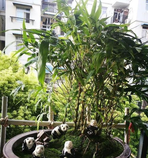 罗汉竹怎么养才能更茂盛（有关罗汉竹养护小窍门）