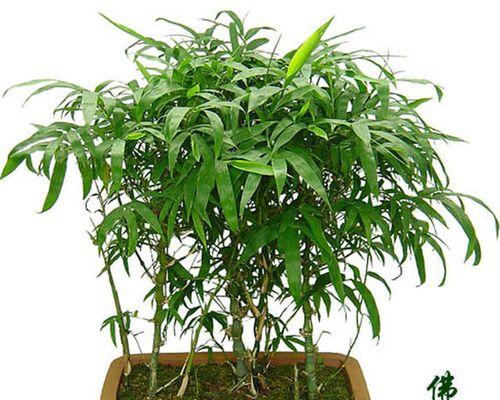 罗汉竹怎么养才能更茂盛（有关罗汉竹养护小窍门）