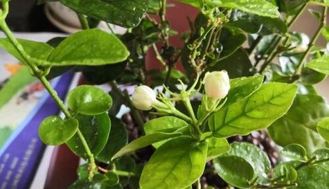 茉莉花冬天怎么养才能安全过冬（茉莉花冬季养护知识）