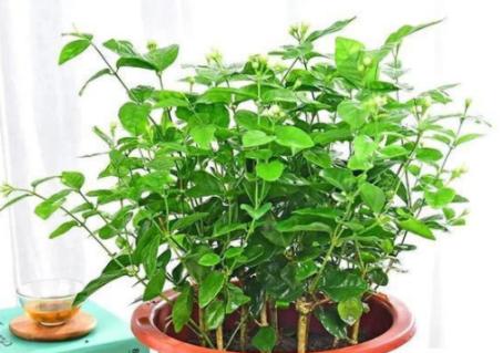 茉莉花冬天怎么养才能安全过冬（茉莉花冬季养护知识）