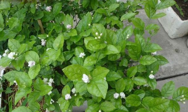 茉莉花冬天怎么养才能安全过冬（茉莉花冬季养护知识）