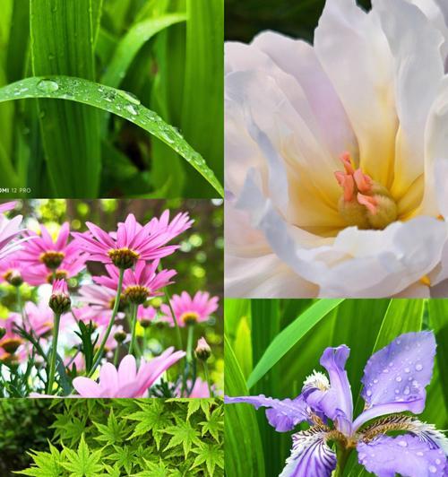 春天哪些花会开放（在春天盛开常见的花）