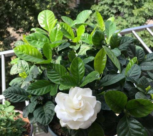 栀子花花期怎么养护（栀子花的花期养护技巧）