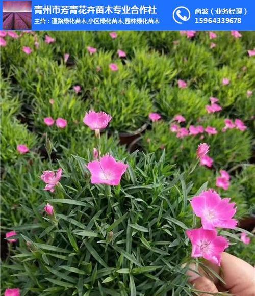 欧石竹花期几个月（欧石竹播种时间和方法）