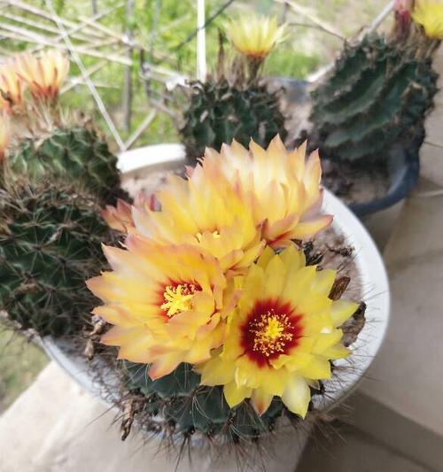 仙人球花期多长时间（仙人球开花的季节）