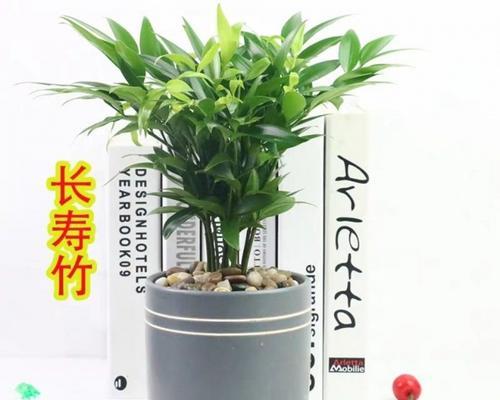 适合北方耐寒的竹子品种介绍（北方养竹子的品种选择与养护技巧）
