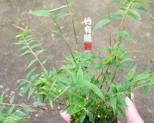适合北方耐寒的竹子品种介绍（北方养竹子的品种选择与养护技巧）