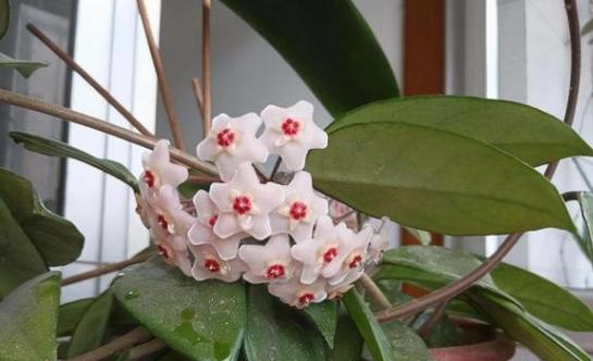 球兰什么时候开花花期多长（关于球兰的养护知识）