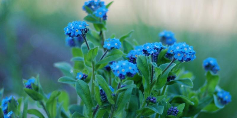 以四叶草花语为主题的文章（幸运与成功的花朵——四叶草的花语）