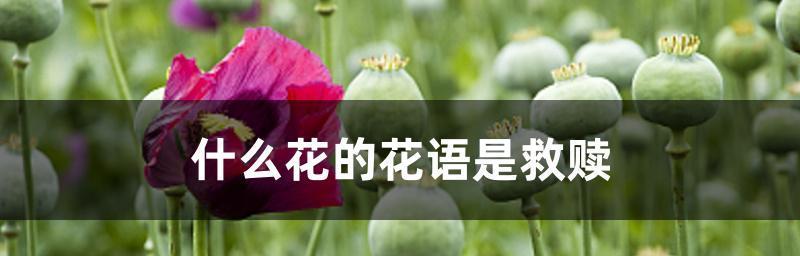 《永不再见——以紫罗兰之花语为主题的文章》（表达离别之情的紫罗兰）