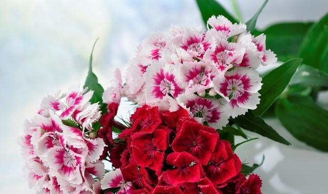 以玫瑰花的花语为主题的文章（永恒的守护——玫瑰花的花语探秘）