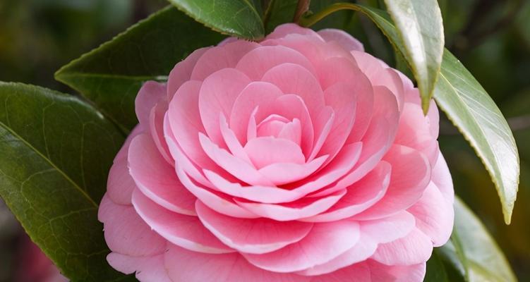 永远爱你——以玫瑰花的花语为主题的文章（真爱永恒）