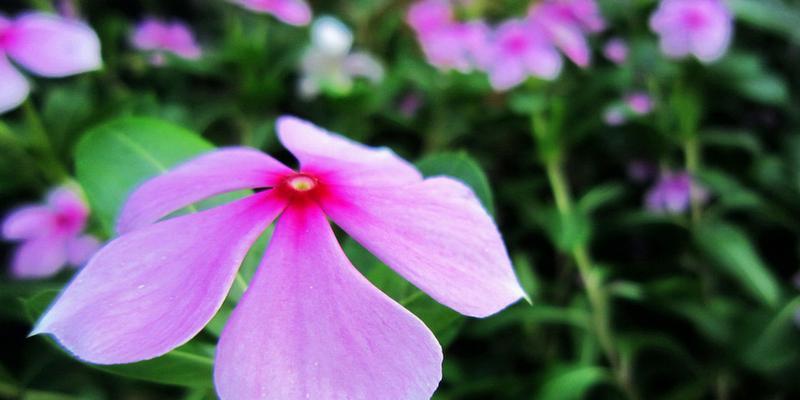 勇敢之花——康乃馨的花语（揭示勇敢的力量）