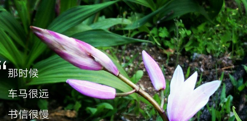 以百合花的花语为主题的文章（优雅的百合花语传递着人们的情感和美好愿望）