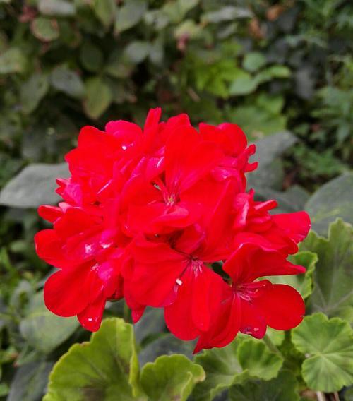 友情花语——以向日葵为主题的花语（向日葵花语之友情无限）