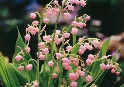 双生莲的花语和寓意（美丽的花朵）