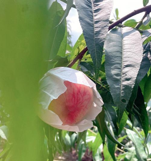 水蜜桃（以水蜜桃代表的象征意义及其深远影响力）